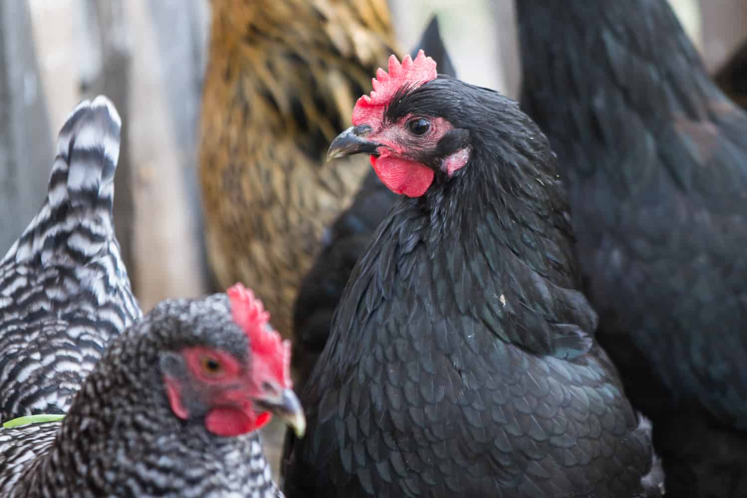 5 Fridges Farm Jefferson County photo by Amanda Weaver closeup of chickens