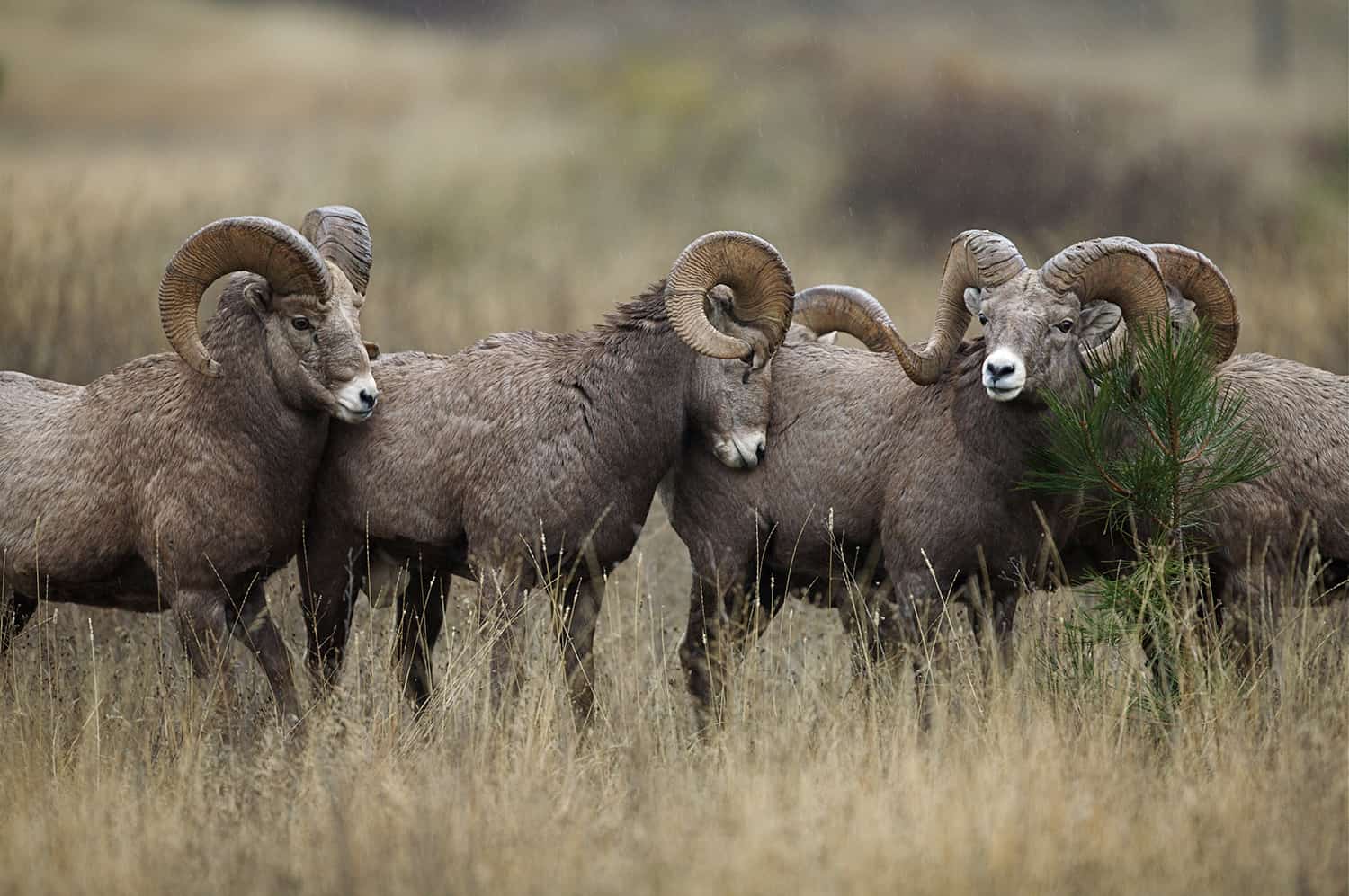 Bighorn Sheep 2