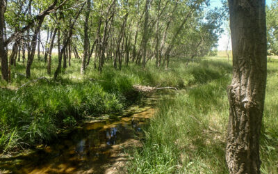 Box Elder Creek – permanently protected!