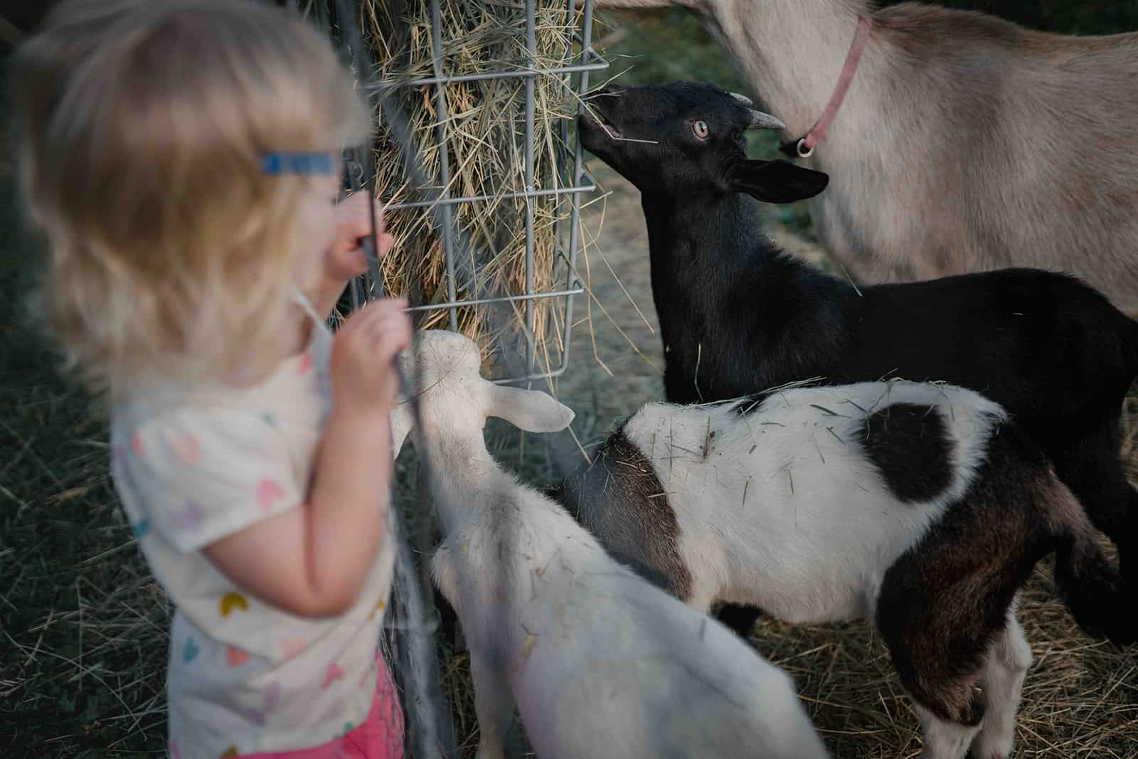 A girl pets a goat.