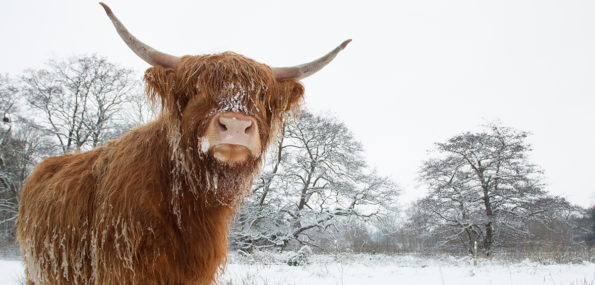 Hairy Ox low res cropped for web