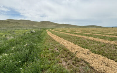 Permanently Protected – Salazar Ranches Conejos!