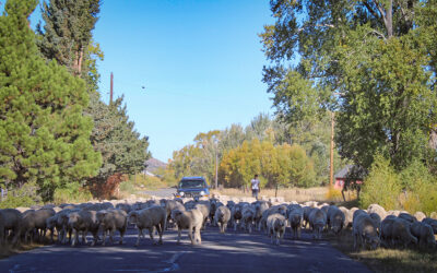 Permanently Protected – Ranchland in the San Luis Valley!