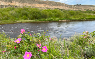 Arkansas River Community Preserve – Expanded!