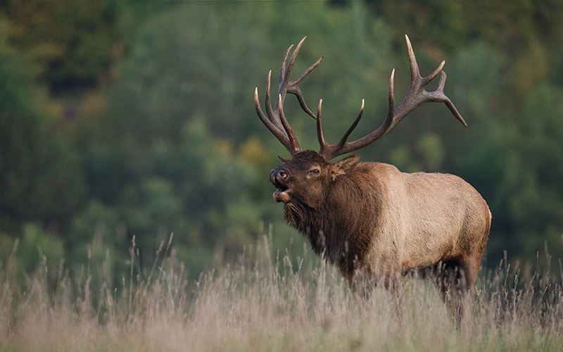 bugling elk