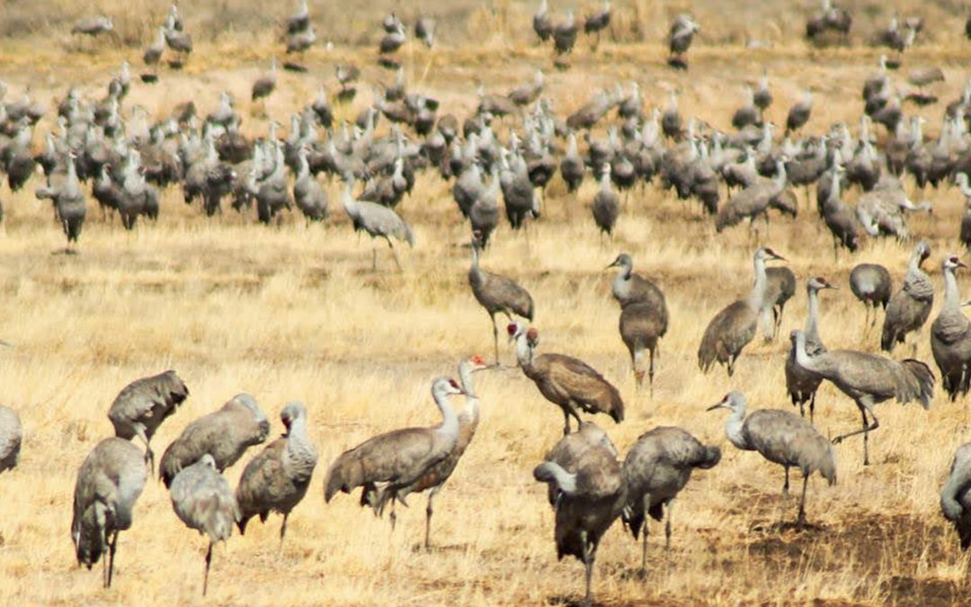 Colorado’s sandhill cranes are back for a limited time!