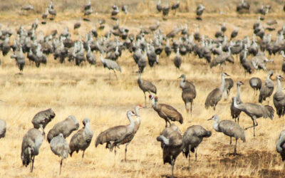 Colorado’s sandhill cranes are back for a limited time!