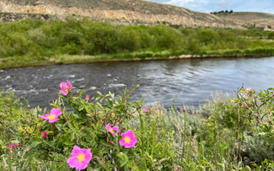 Arkansas River Preserve Phase 3 – permanently protected in partnership with Central Colorado Conservancy!