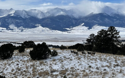 Lower Pasture of the HG Vickerman Ranch – Permanently Protected!